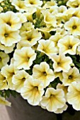 PETUNIA SUPERCAL LIGHT YELLOW