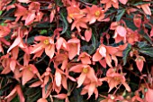 BEGONIA SUMMERWINGS EBONY AND ORANGE