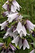 CAMPANULA PUNCTATA IRIDESCENT BELLS