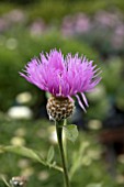 CENTAUREA CARA MIA