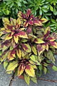 COLEUS SPICED CURRY