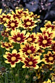 COREOPSIS STARDUST