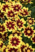 COREOPSIS STARDUST