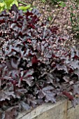 HEUCHERA BLACK BEAUTY