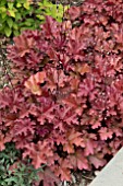 HEUCHERA CORALBERRY