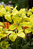 TULIPA YELLOW SPRING GREEN`