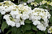 HYDRANGEA MACROPHYLLA WEDDING GOWN