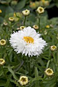 LEUCANTHEMUM CLOUD CUMULUS