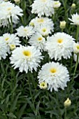 LEUCANTHEMUM FIONA COGHILL