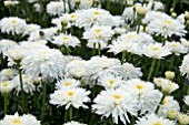 LEUCANTHEMUM FIONA COGHILL