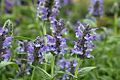 NEPETA NERVOSA BLUE MOON