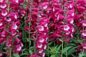 PENSTEMON PHOENIX MAGENTA