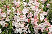 PENSTEMON PHOENIX APPLEBLOSSOM