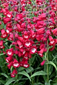 PENSTEMON PHOENIX RED