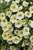 PETUNIA EASY WAVE YELLOW