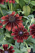 RUDBECKIA SUMMERINA PUMPERNICKEL