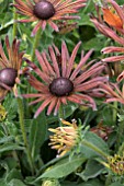 RUDBECKIA SUMMERINA ELECTRA SHOCK