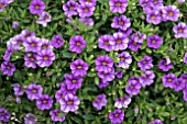 CALIBRACHOA CALITA COMPACT SKY BLUE