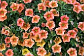 CALIBRACHOA CALITA ORANGE RED EYE