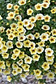 CALIBRACHOA CALITA COMPACT TIGEREYE