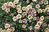 CALIBRACHOA CALITA COMPACT VANILLA ROSE STAR