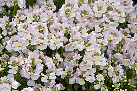 NEMESIA_WISLEY_VANILLA