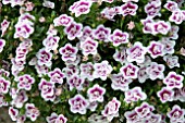 CALIBRACHOA CALITA DOUBLE PINK BICOLOUR