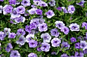 CALIBRACHOA CALITA DOUBLE SKY BLUE