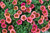 CALIBRACHOA CALITA SCARLET RED EYE