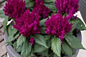 CELOSIA FIRST FLAME PURPLE