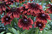 RUDBECKIA SUMMERINA BROWN