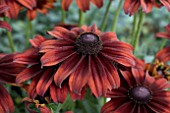 RUDBECKIA SUMMERINA BROWN