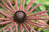 RUDBECKIA SUMMERINA ELECTRA SHOCK