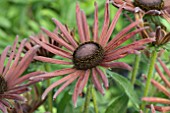 RUDBECKIA SUMMERINA ELECTRA SHOCK