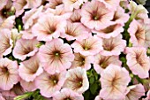PETUNIA MOCHACCINO