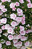 CALIBRACHOA CALITA DOUBLE PINK