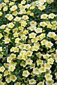 CALIBRACHOA CALITA DOUBLE SUN