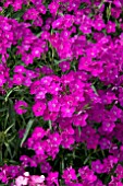 DIANTHUS ROCKIN PURPLE