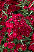 DIANTHUS ROCKIN RED