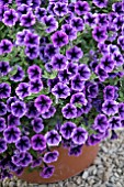 PETUNIA LITTLETUNIA BLUE VEIN