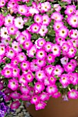 PETUNIA LITTLETUNIA PINK FRILLS