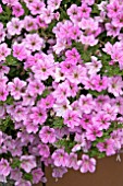 PETUNIA LITTLETUNIA PINK