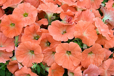 PETUNIA_POTUNIA_PLUS_PAPAYA