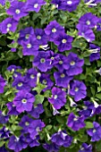 PETUNIA SURFINIA OCEAN BLUE