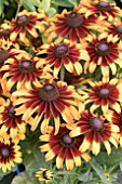 RUDBECKIA SUMMERINA PECAN PIE