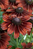 RUDBECKIA SUMMERINA BROWN