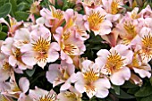 ALSTROEMERIA COLORITA ELIANE LIGHT PINK