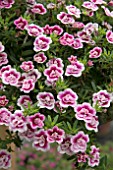 CALIBRACHOA MINIFAMOUS PINK MANIA