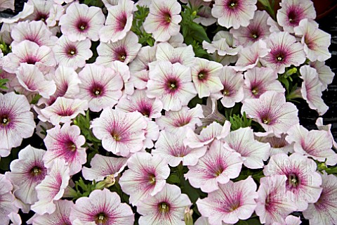 PETUNIA_SURPRISE_WHITE_PARFAIT