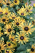 RUDBECKIA HIRTA CHIM CHIMINEE